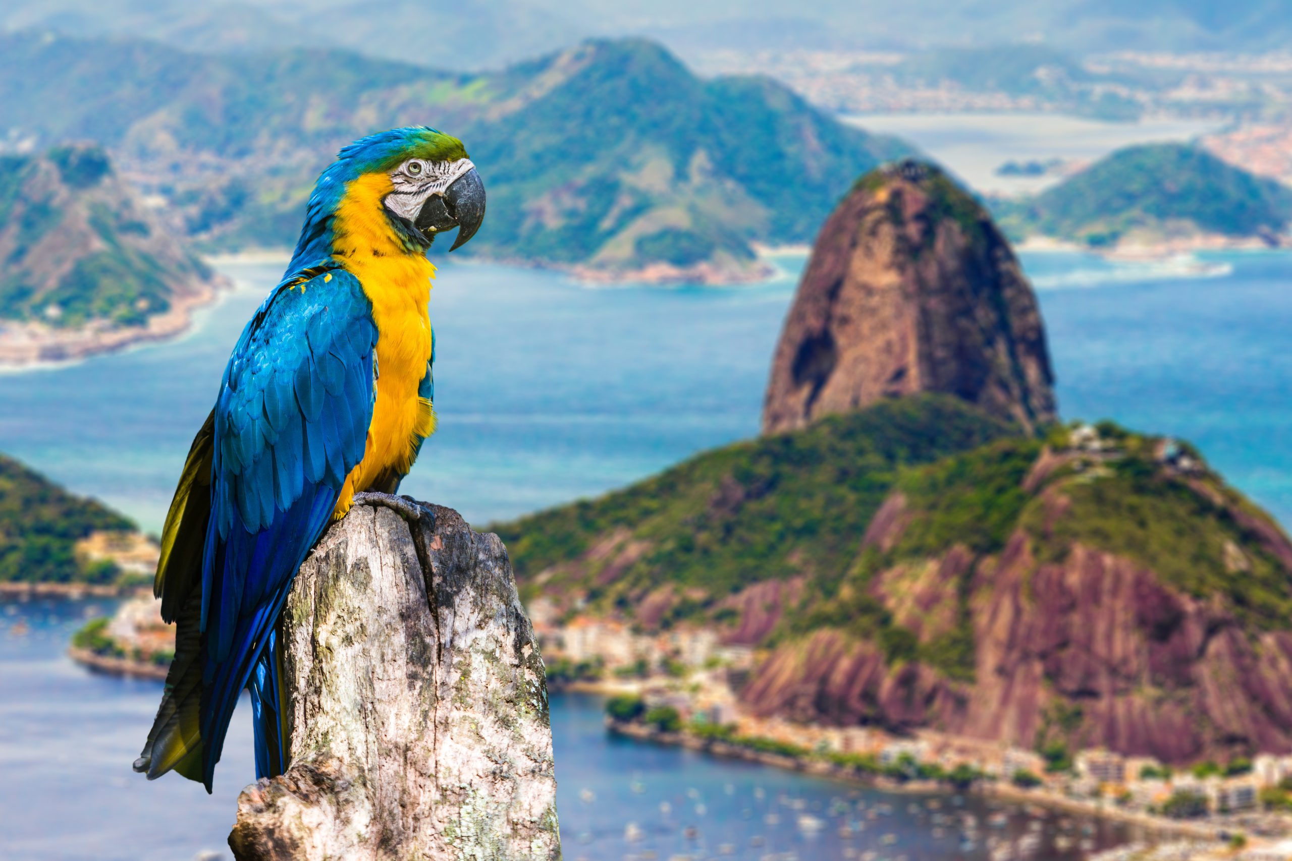 South American
